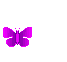 Mariposa revoloteando